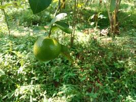 onrijp groen citrus vruchten. vers en gezond fruit, voor sap of drankje. foto