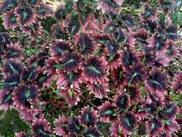 charmant bloemen achtergrond met helder kleur. gedetailleerd texturen zijn duidelijk zichtbaar foto