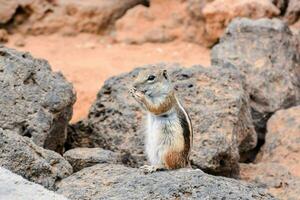 een chipmunk zittend Aan een rots in de woestijn foto