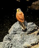 een vogel zittend Aan een rots in een donker Oppervlakte foto
