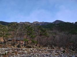 bergbos in Zuid-Korea. nationaal park seoraksan foto