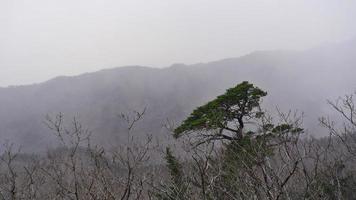 de dennenboom in de sneeuwstorm. soraksan nationaal park, zuid-korea foto