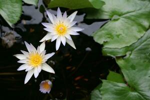 mooi wit lotus bloem met groen blad in in blauw vijver foto