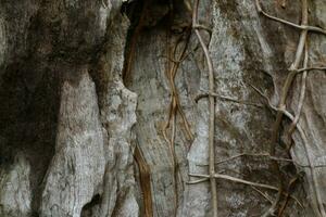 oud verweerd hout achtergrond structuur met kolken patroon foto