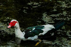 een wit en zwart eend met rood bek zwemmen in de water foto