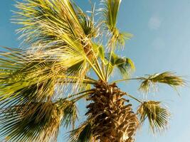 een palm boom met een blauw lucht in de achtergrond foto