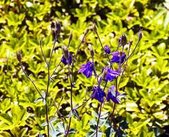 hoog klokje, campanula ik. bloeiend in een zonnig tuin in juli, detailopname foto