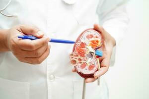 chronisch nier ziekte, dokter Holding model- voor behandeling urine- systeem, urologie, geschatte glomerulair filtratie tarief egr. foto