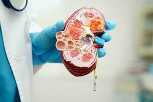 chronisch nier ziekte, dokter Holding model- voor behandeling urine- systeem, urologie, geschatte glomerulair filtratie tarief egr. foto