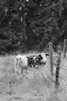 in de oostenrijks Alpen foto