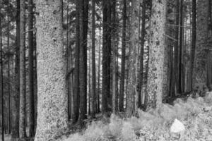 in de oostenrijks Alpen foto