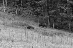 in de oostenrijks Alpen foto