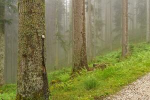 wandelen in de oostenrijks Alpen foto