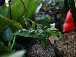 janda bolong of de populair types van monstera foto