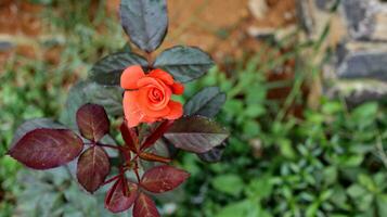 oranje bloem van roos in vol bloeien foto