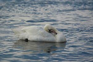 volwassen vogel van een wit zwaan Aan blauw water in een natuurlijk leefgebied foto