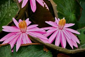 natuurlijke lotusbloem bloeit in een prachtige tuin foto