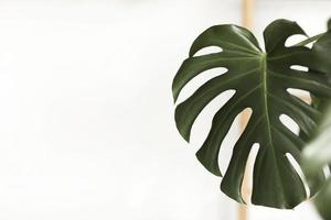 donkergroene bladeren van monstera of split-leaf philodendron, monstera deliciosa, de tropische bladplant die in het wild groeit geïsoleerd op een witte achtergrond. selectieve focus foto