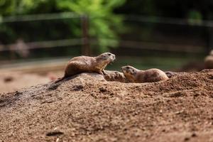 grappige gophers eekhoorn in de dierentuin. hamsters in de natuur. close-up van de snuit van pluizige gophers. selectieve focus