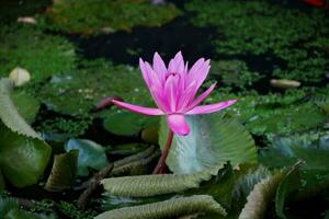 natuurlijke lotusbloem bloeit in een prachtige tuin foto