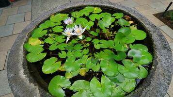 mooie roze waterlelie of lotusbloem in vijver. foto