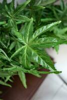 marihuana bladeren hennep planten foto
