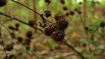 dood en droog wilde bloemen, gefotografeerd met selectief focus foto