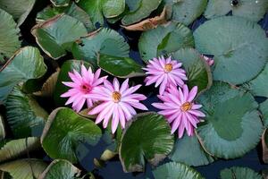 natuurlijke lotusbloem bloeit in een prachtige tuin foto