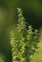 interessant zomer fabriek Aan een groen achtergrond in de zomer zonneschijn Aan de weide, foto