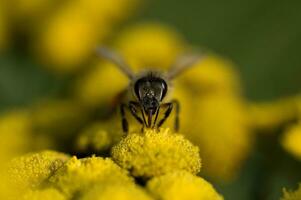 weinig insect bij zittend Aan een geel bloem Aan een zomer warm dag, foto