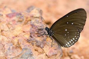 de vlinder gemeenschappelijk kroon gegeten mineraal Aan zand. foto