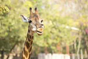 hoofd van giraffe. foto