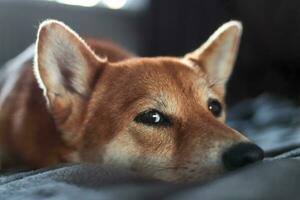 shiba inu hond looks Bij de camera. portret van Japans shiba inu hond foto