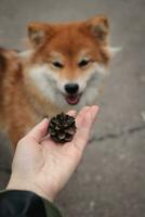 Japans pluizig rood hond shiba inu vraagt naar Speel met een pijnboom ijshoorntje mooi rood hond foto