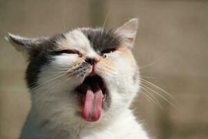 schattig Perzisch kat is poseren in een huis tuin Bij luton stad- van Engeland uk foto