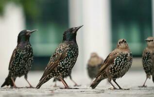 heel schattig weinig vogel Bij jubileum tuinen park Bij Londen oog, Westminster, centraal Londen hoofdstad stad van Engeland uk. beeld was gevangen genomen Aan augustus 2e, 2023 foto