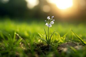 klein delicaat veld- bloemen tussen groen gras, tegen een achtergrond van zonnestraal. ai gegenereerd. foto