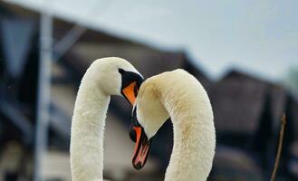 meest mooi beeld van wit Brits zwaan in de meer van milton keynes Engeland uk. foto