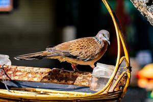 vogel voeders. boom huis voor de vogels, vrolijk appartement foto