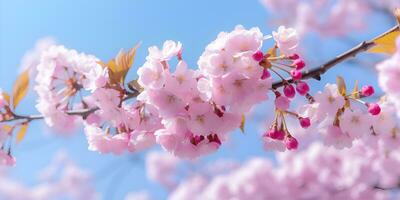 roze kers bloesem in voorjaar seizoen, ai genereren foto