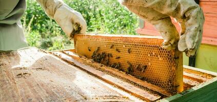 imker Verwijderen honingraat van bijenkorf spandoek. persoon in imker pak nemen honing van bijenkorf. boer vervelend bij pak werken met honingraat in bijenstal. bijenteelt in platteland. biologisch landbouw foto