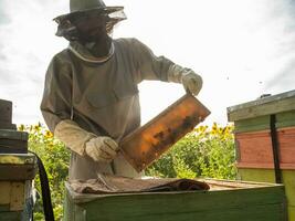 mannetje imker werken in zijn bijenstal Aan een bij boerderij, bijenteelt concept foto