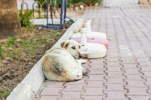 straat hond aan het liegen foto