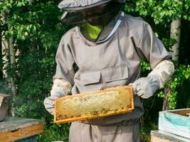 imker Verwijderen honingraat van bijenkorf. persoon in imker pak nemen honing van bijenkorf. boer vervelend bij pak werken met honingraat in bijenstal. bijenteelt in platteland. biologisch landbouw foto