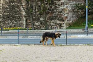 verdrietig straat hond foto