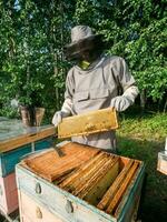 imker houdt een honing cel met bijen in zijn handen. bijenteelt en bijenstal concept foto