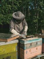 imker Verwijderen honingraat van bijenkorf. persoon in imker pak nemen honing van bijenkorf. boer vervelend bij pak werken met honingraat in bijenstal. bijenteelt in platteland - biologisch landbouw foto