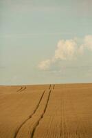 tarwe veld- en blauw lucht. agrarisch landschap met oren van tarwe. foto