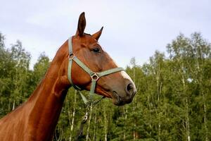 portret van een paard Aan de achtergrond van de Woud foto