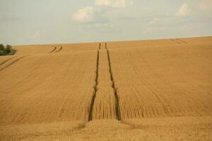 tarwe veld- en blauw lucht. agrarisch landschap met oren van tarwe. foto